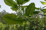 Bigleaf magnolia